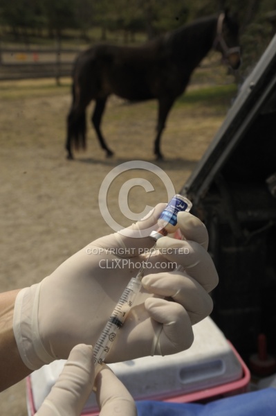 West Nile Vaccine