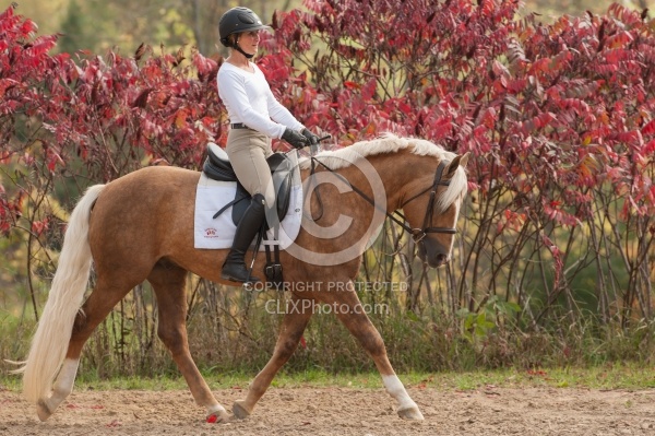 Connemara Stallion Under Saddle