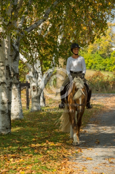 Connemara Stallion Under Saddle,